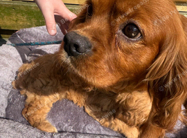 Cavapoo pups love homes only