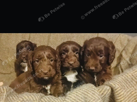 Sproodle puppies