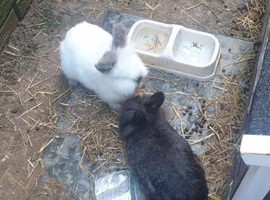Lionhead x Netherland dwarf mother and daughter rabbits