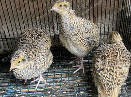 Jumbo quails
