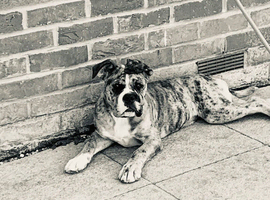 Kc registered Mya old thyme English bulldog