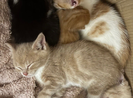The Most Adorable Fluffy Fur Babies