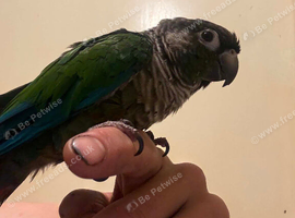 Lovley tame conure