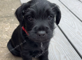 Patterdale girl