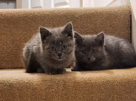 Pure Russian Blue kittens for sale