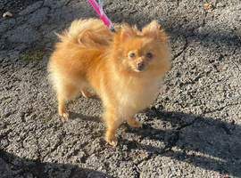Beautiful Gold fox face Pom
