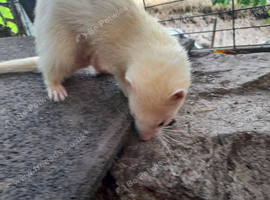 Hob ferrets