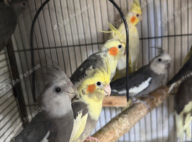 Babies cockatiels birds