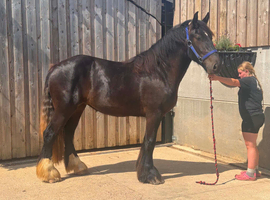 Belgian Draft x Shire Filly