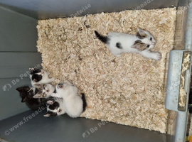 Kittens farm