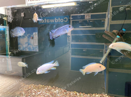 White/Blue Mbuna (Pseudotropheus sp. / Labetotropheus sp.)