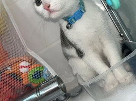 Domestic/Bengal Mix Breed.