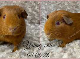 Baby Golden Sow ready for a 5* home