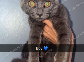 Male BSH kitten