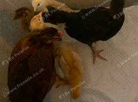 6 chicks for sale