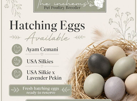 Fertile eggs