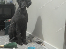 7 year old beautiful standard poodle female
