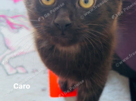 Playful 4-month-old kittens for adoption