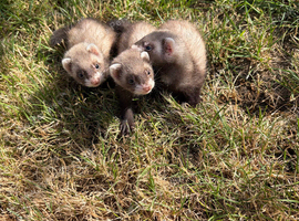 Micro ferrets / Micro crosses