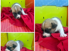 Stunning litter of Jack Russell puppies