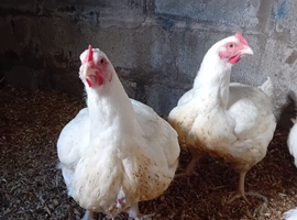 Ross cobs for sale