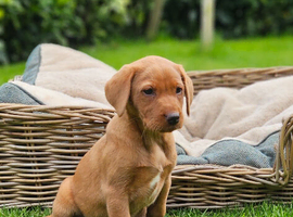 Fox red Labrador pups ready now