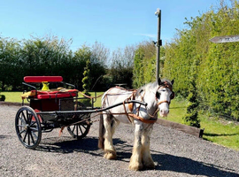 6 yr old mini cob 12h