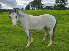 Registered Welsh sec A filly Born 2022