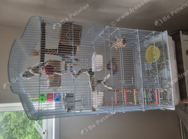 2 male budgies and cage