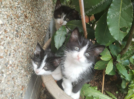 3 Kittens ready to go to good loving home