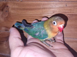 Fisher male love bird
