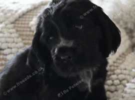 We are four and we will make you happy and be a good cocker sspaniel