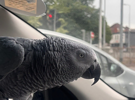 African grey for sale very Tame