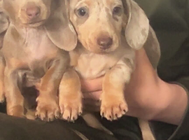 Miniature dachshund puppies