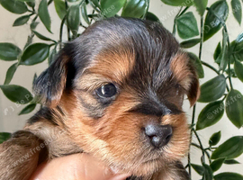 Yorkshir terrier  pure Tea cup