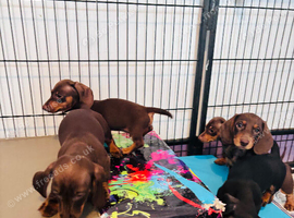 Adorable miniature dachshund puppies