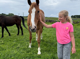 Chestnut mare