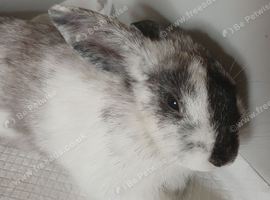 Beautiful grey and white rabbit for sale