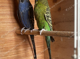 Black face budgies