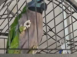 Derbyen Parrot