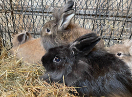 Mini lion head rabbits for sale