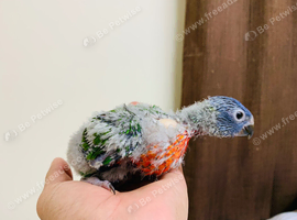 hand reared baby Rainbow lorikeet