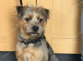 12 months Yorkshire terrier x jack Russell boy