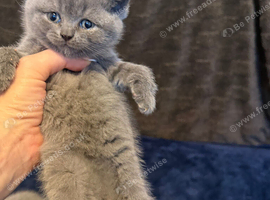 Pure-breed British Shorthair, Delivery available.