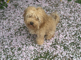 Ad &ndash; Cockapoo Puppy for Sale