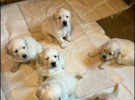 Beautiful Golden Retrieverpups
