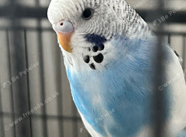 6month old male Budgie
