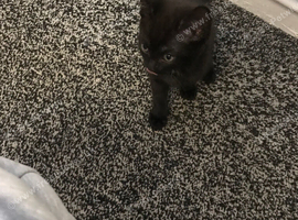 10 week old male black kitten