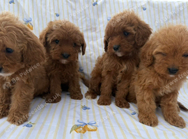 Stunning cavapoos for sale