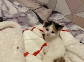Bengal mix Kittens